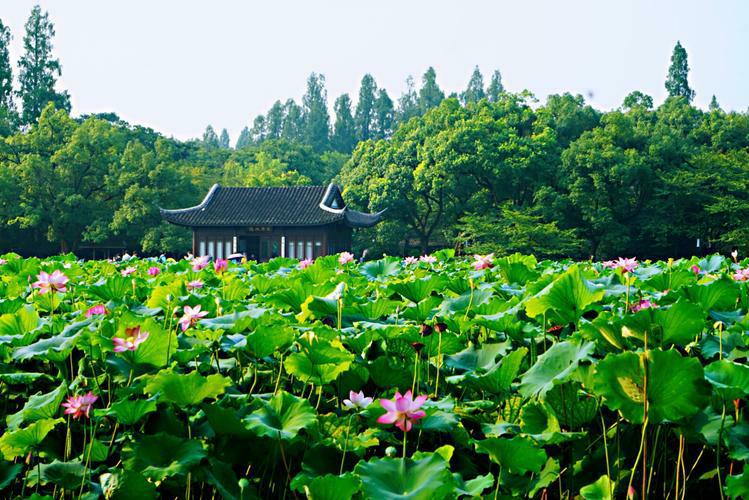 Breeze-Ruffled-Lotus-at-Quyuan-Garden-Hangzhou